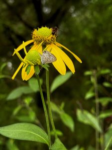 Yellow Flowers with butterfly and wasp