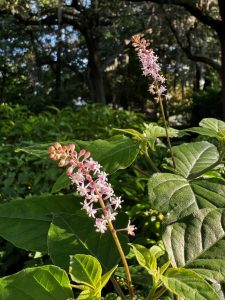 Small white flowers against foliage