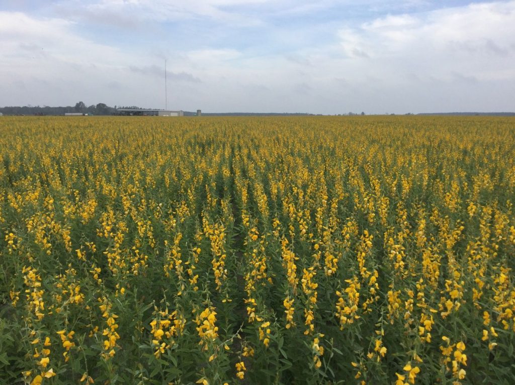 overview of large field filled with sun hemp, a yellow-flowered, warm season cover crop