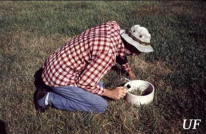 Inspecting for chinch bugs using the flotation method. Credit: R.H. Cherry, University of Florida