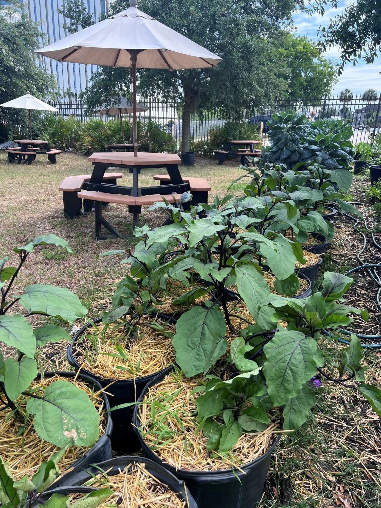 eggplant plants in pots in front of picnic tables with umbrellas.