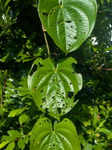 Air potato vine leaf with chewing damage from air potato beetle,  Lilioceris cheni.