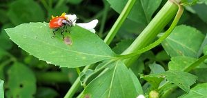 Air Potato Beetle, Lilioceris cheni. This beetle looks identical to the new beetle release. Credit: Daniel Ashworth