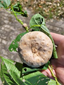 air potato bulbil. Credit: Daniel Ashworth, Jr. 