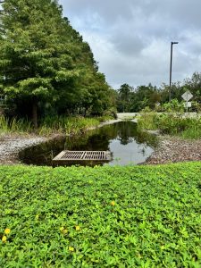 A temporary puddle of water surrounded by plants and rocks, with a drain at one end