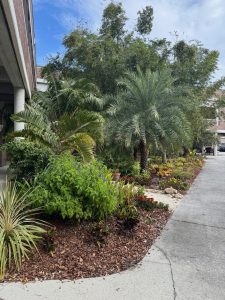 Palm trees flank a walkway