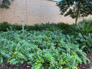 Low ferns and other plants growing under the shade of trees