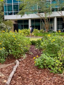 Yellow flowers spill over a mulched pathway