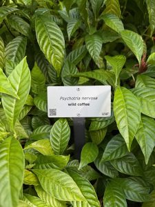 a metal sign surrounded by green leaves