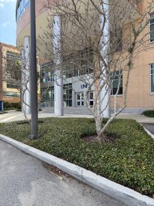 A dormant crape myrtle tree with groundcover beneath