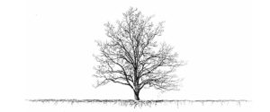 Tree Roots