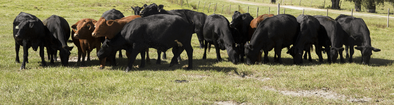 Cattle Grazing