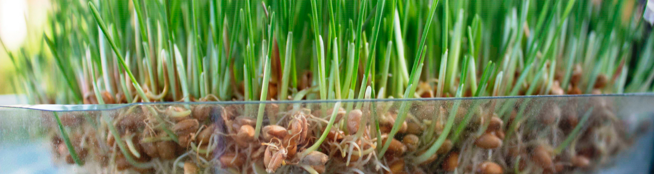 Sprouting Grains
