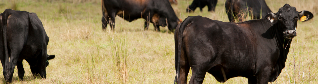 Cattle Grazing