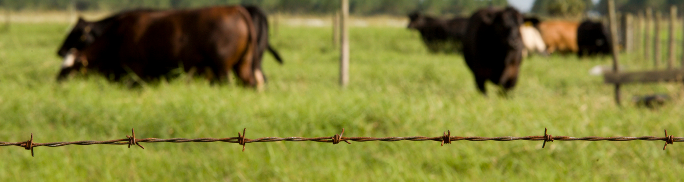 Barbed Wire Fence and Cattle