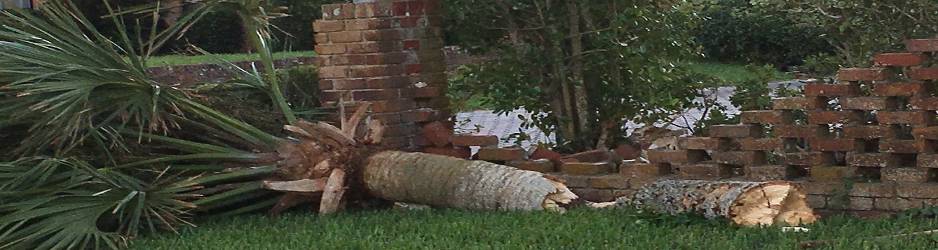 cabbage palm from Hurricane Irma