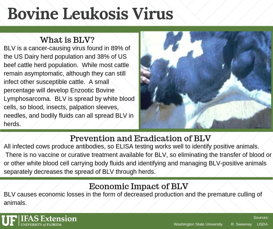 question-of-the-day-what-is-bovine-leukosis-virus-uf-ifas-extension