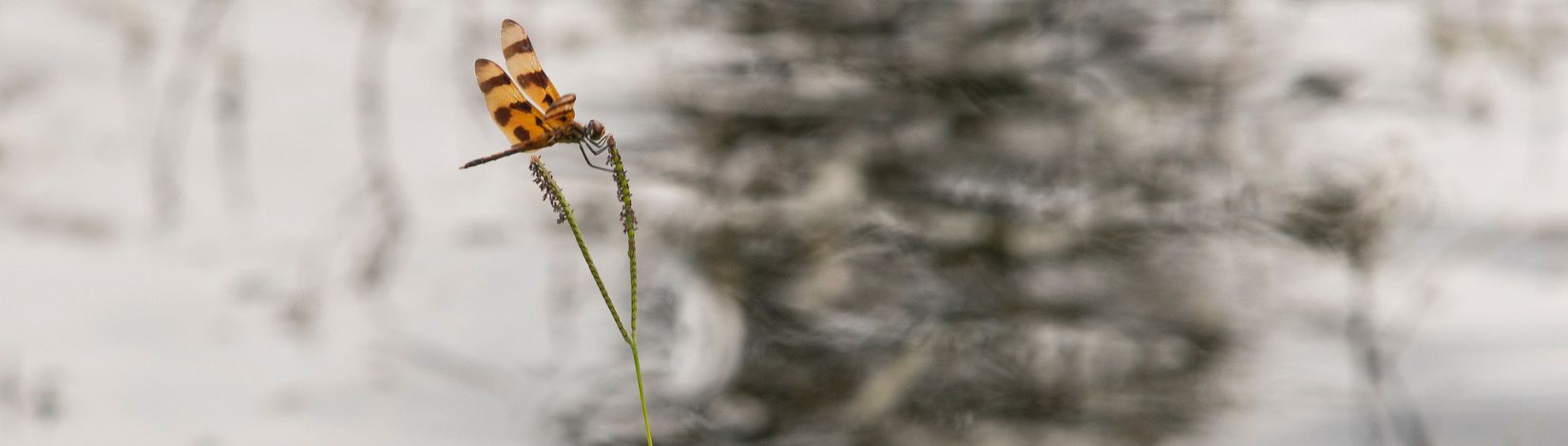 Dragonfly on a weed. on the bank of a lake.