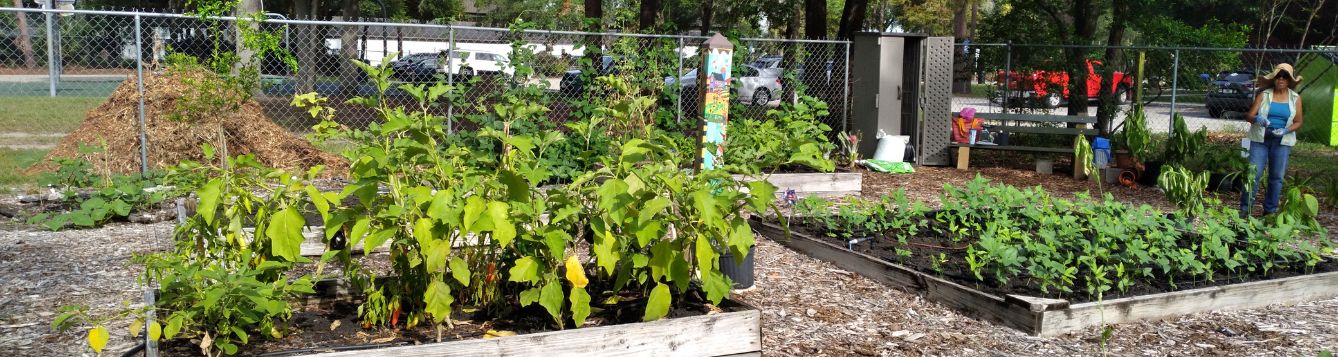 Senior Center Vegetable Garden