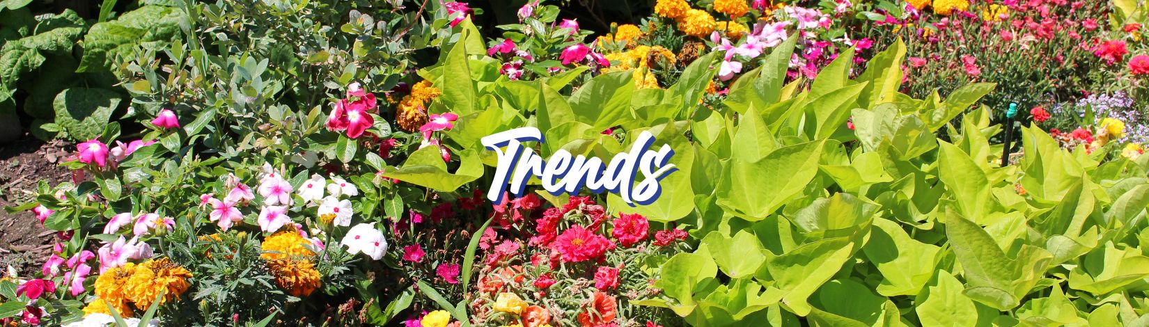 Garden Trends for 2024