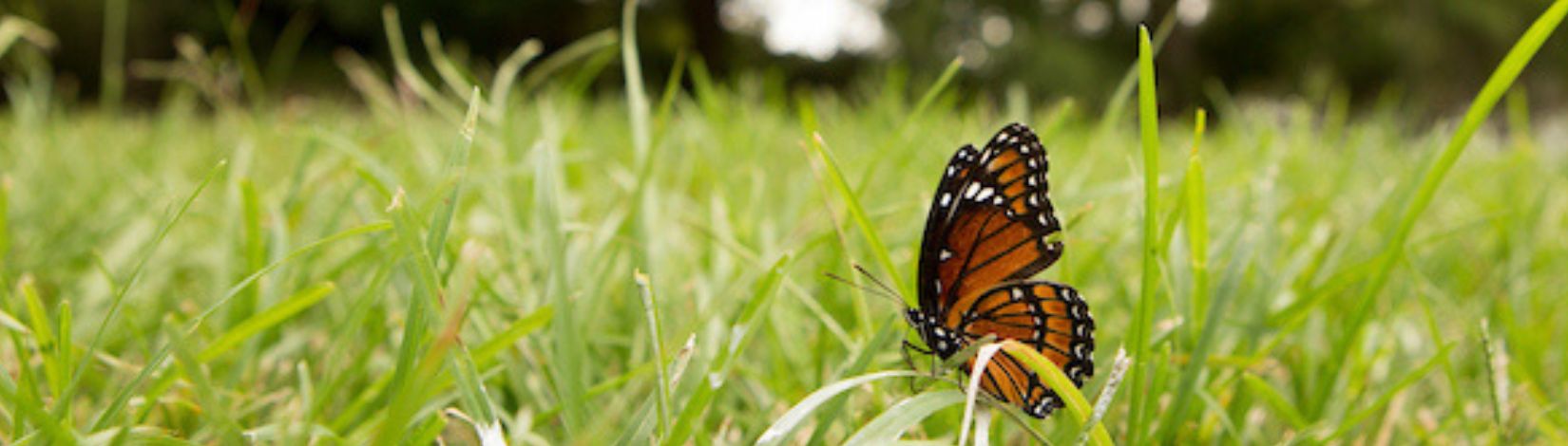 butterfly landing in tall grass