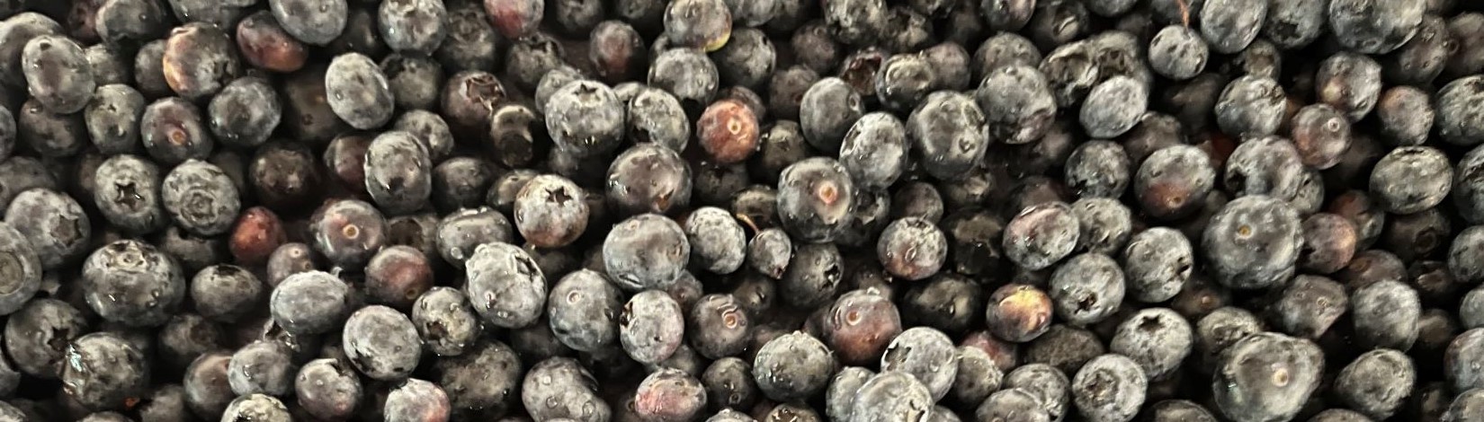 Freshly picked blueberries