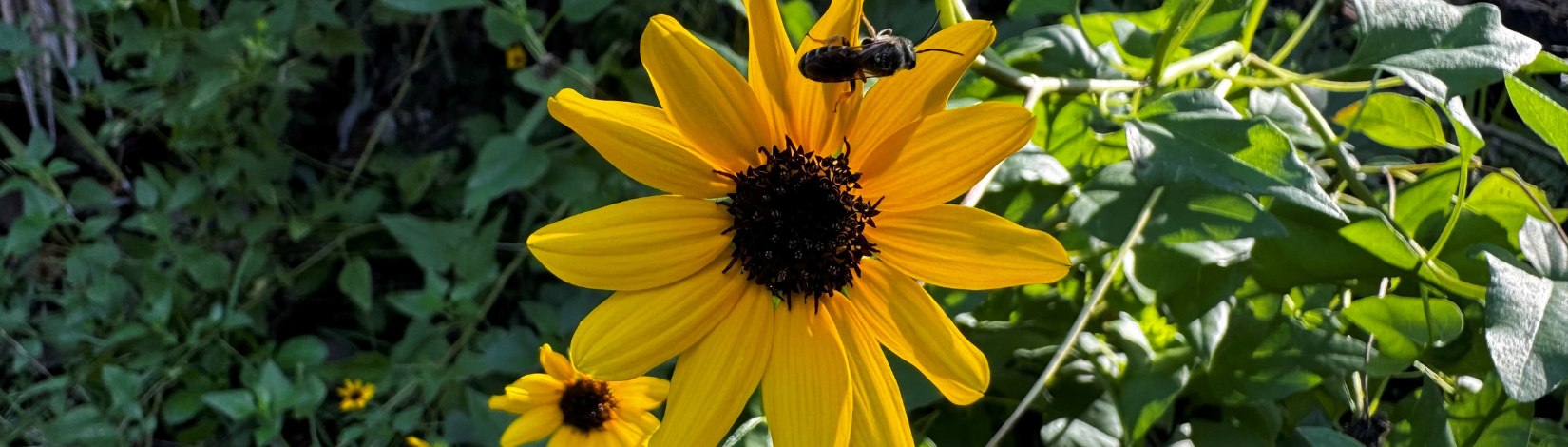 Dune sunflower flower with a bee on it.
