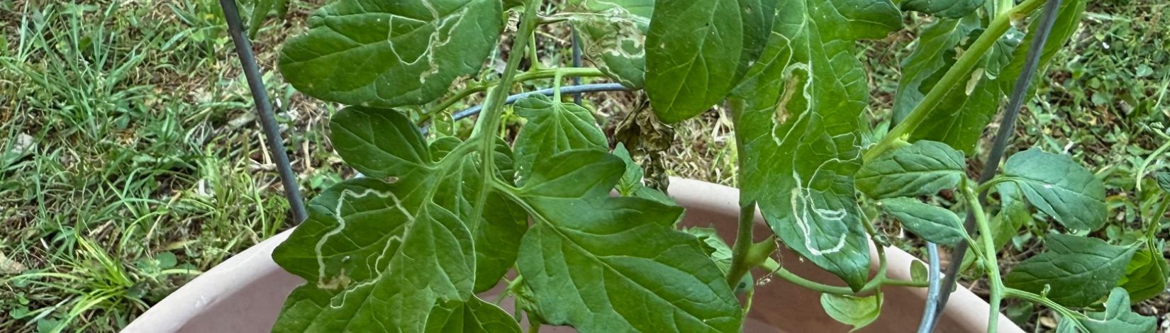 Tomato plant leaves showing white squiggly lines in the leaves