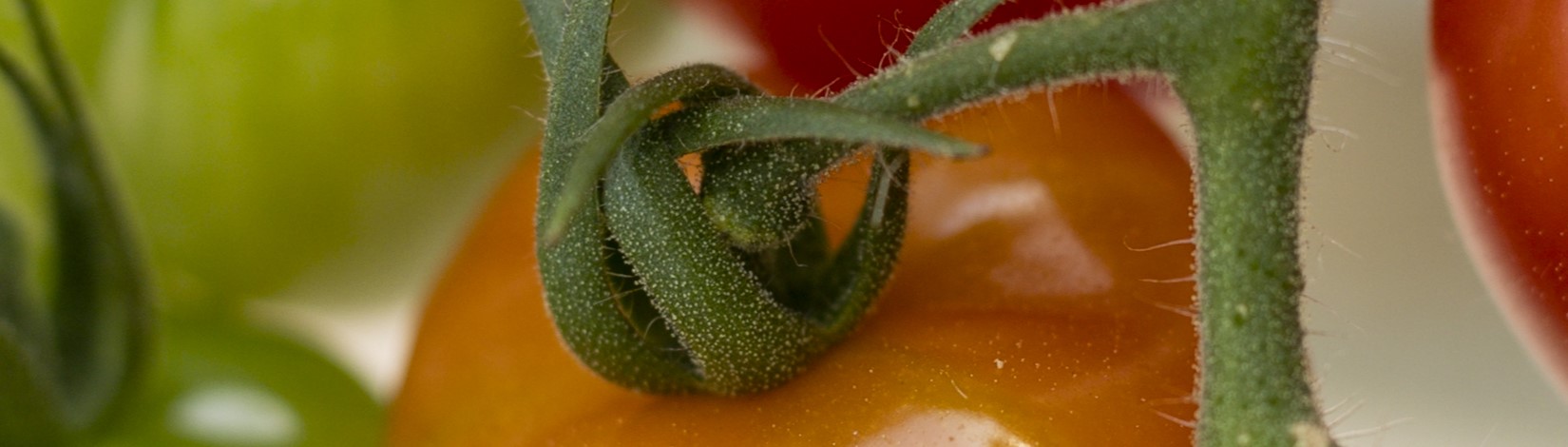 ripening cherry tomatoes on vine