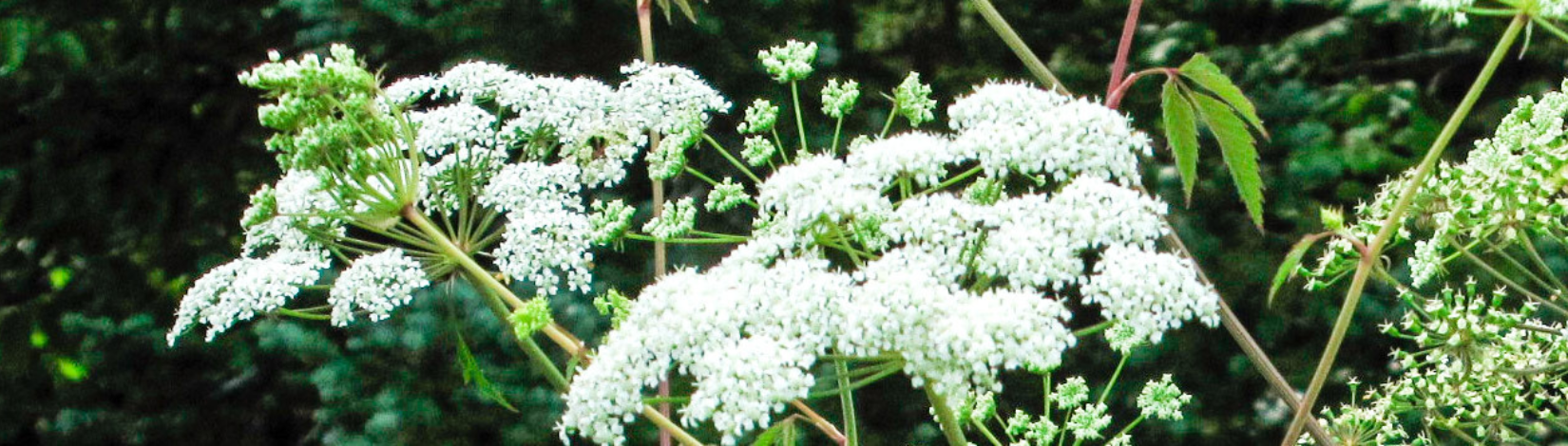 Water Hemlock