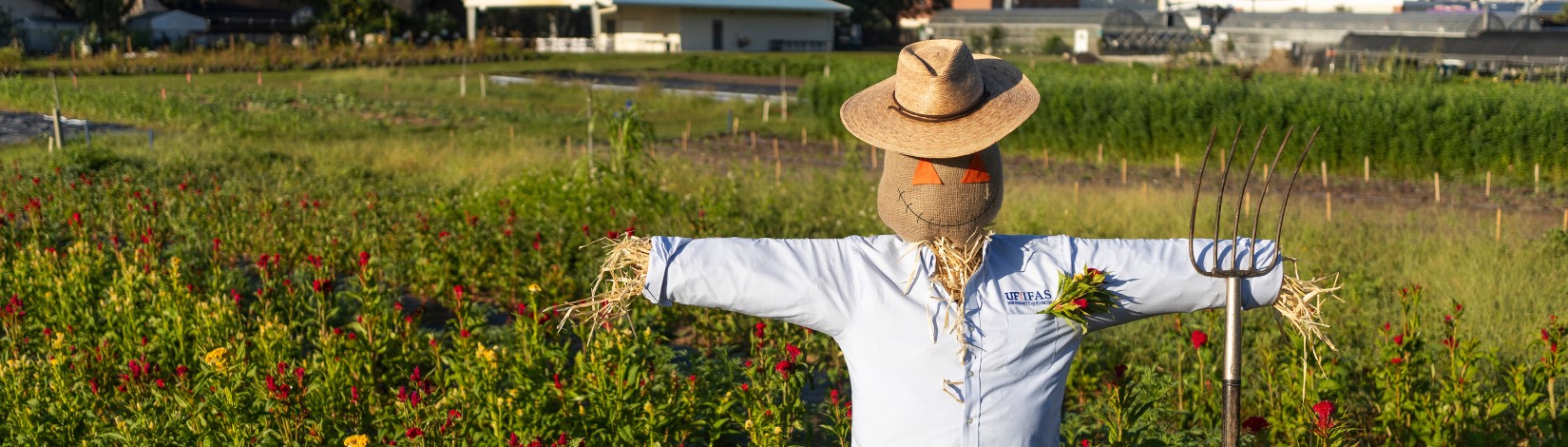 scarecrow in field