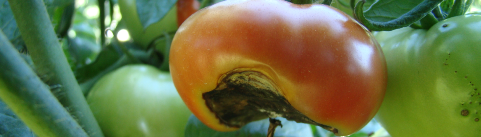 Blossom end rot UF/IFAS