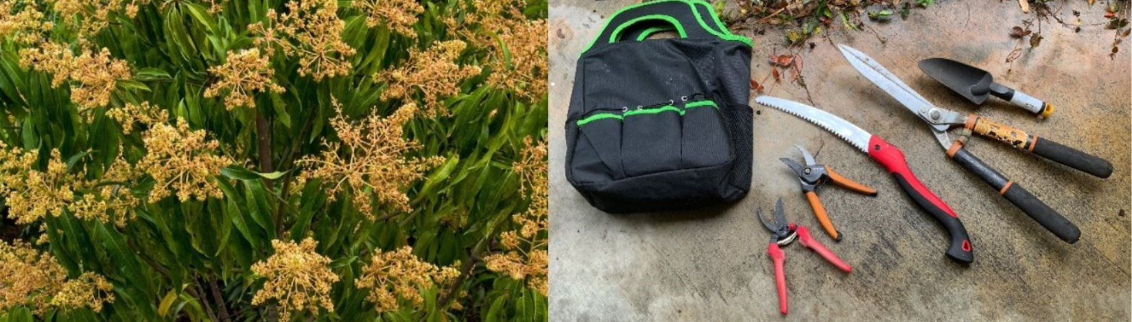 Common pruning tools