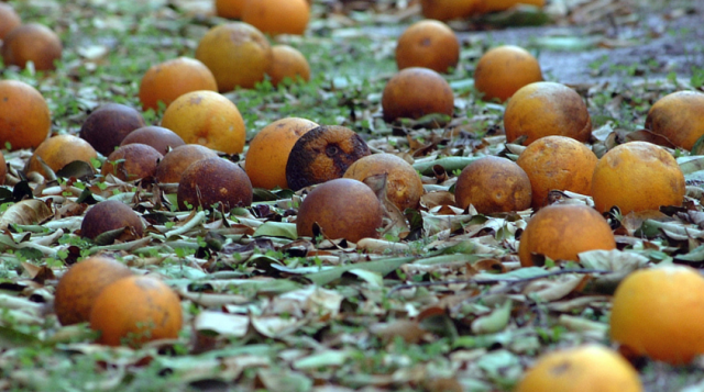 Oranges damaged by freeze