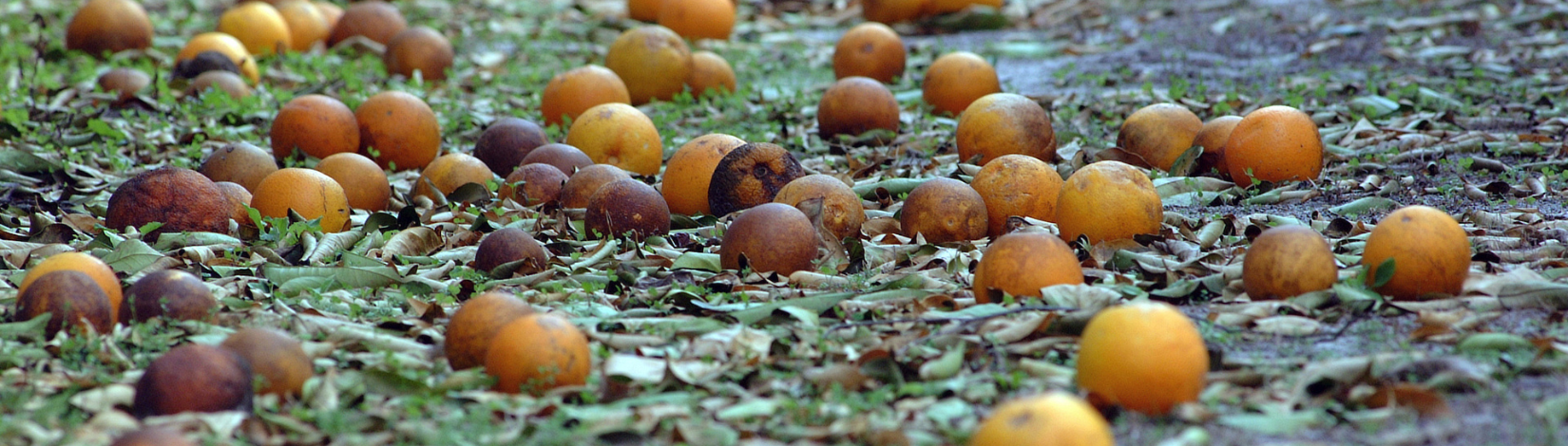 Oranges damaged by freeze