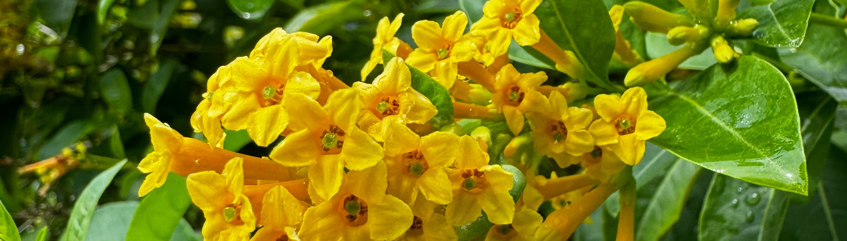 yellow flowers blooming