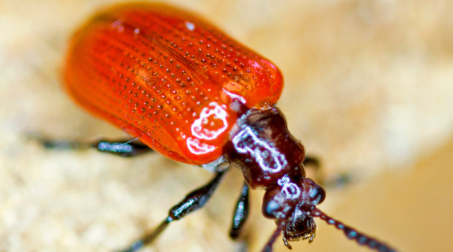 New Air Potato Beetle Species Release