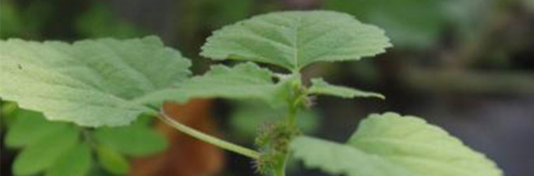 Figure 4. Mulberry weed flowers. Note purplish hue of flowers and location in leaf axils. Credit: Annette Chandler, Mid-Florida Research and Education Center