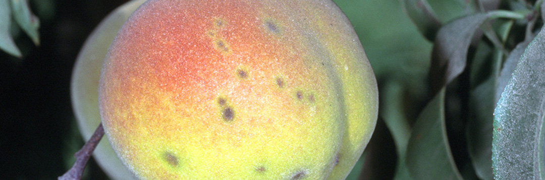Typical fruit lesions on mature fruit, which is atypical for peach production in Florida.