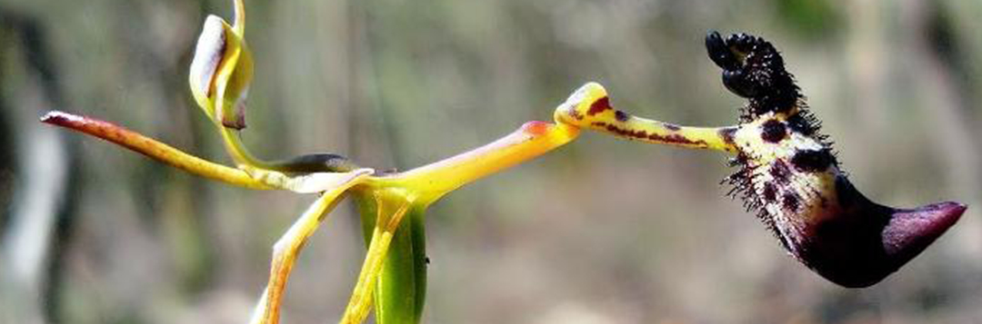 Figure 4. Flower of Drakaea livida, an orchid visually resembling a wasp in flight.