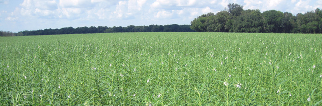 Sesame field in Jackson County grown in 2013. Photo credit: Doug Mayo