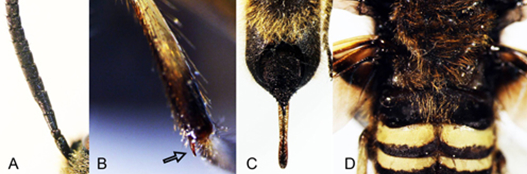 Figure 3. Eriotremex formosanus (Matsumura). A- antenna. B- metatibial spur. Abdomen (C) and mesonotum (D) with long golden setae (hair-like projections). Credit: You Li, University of Florida