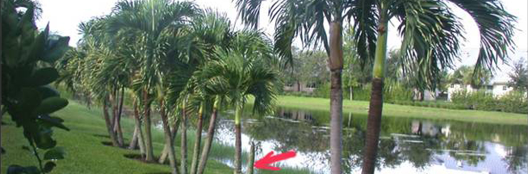 Figure 3. Christmas palms are often planted as multiple plants in a single hole giving the appearance of a clustering species. Sometimes one of the individual plants may be stunted or even die due to competition or slightly deeper planting (note arrow pointing to dead stem). Credit: M. L. Elliott, UF/IFAS