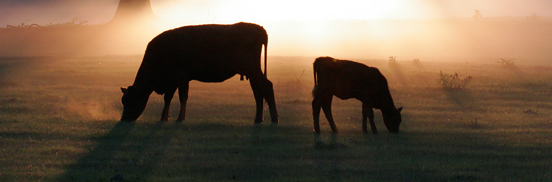 04390S cows at sunrise - agriculture