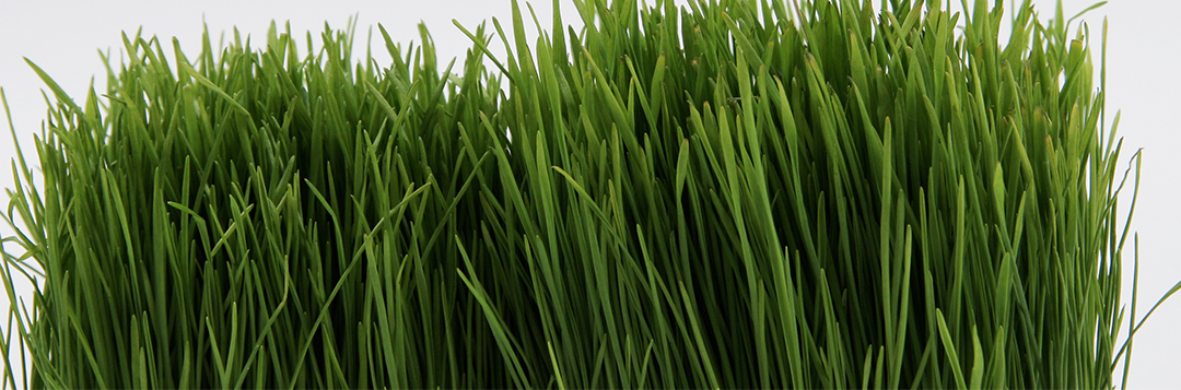 Turfgrass
