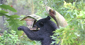 photo of a bear raiding a bird feeder