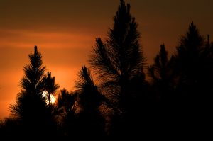 Photo of planted pines at sunrise in north central Florida. UF/IFAS Photo: Thomas Wright