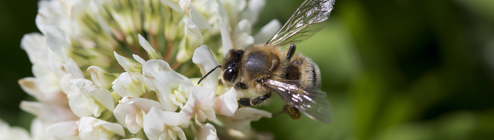 Bee with wings outstretched landing on a white clover.