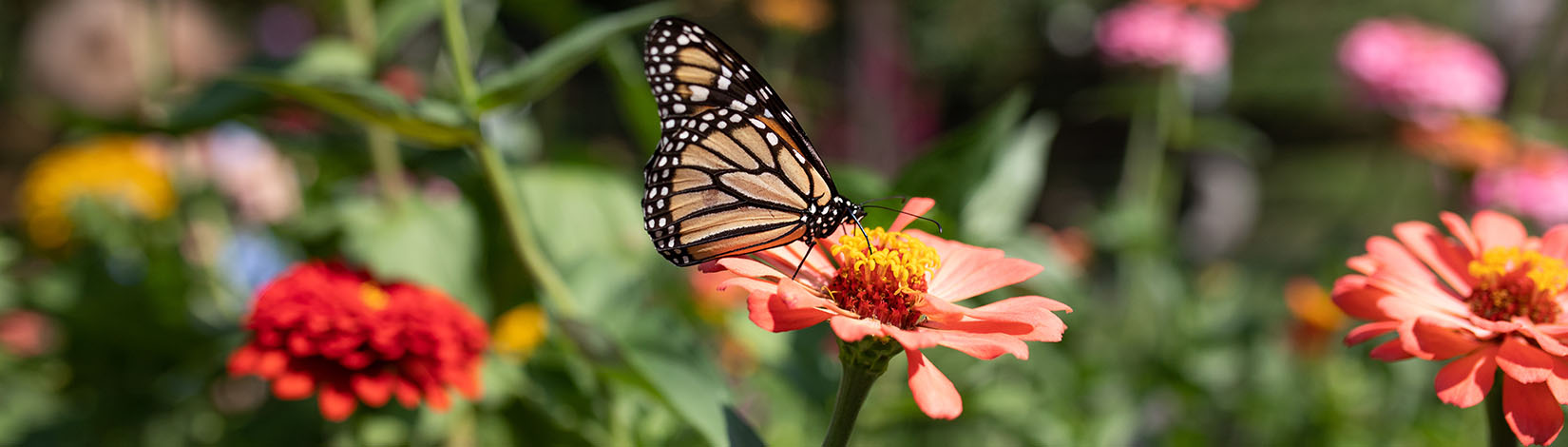 Butterfly on a flower.