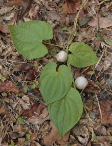 A vine showing four leaves and two bulbils.